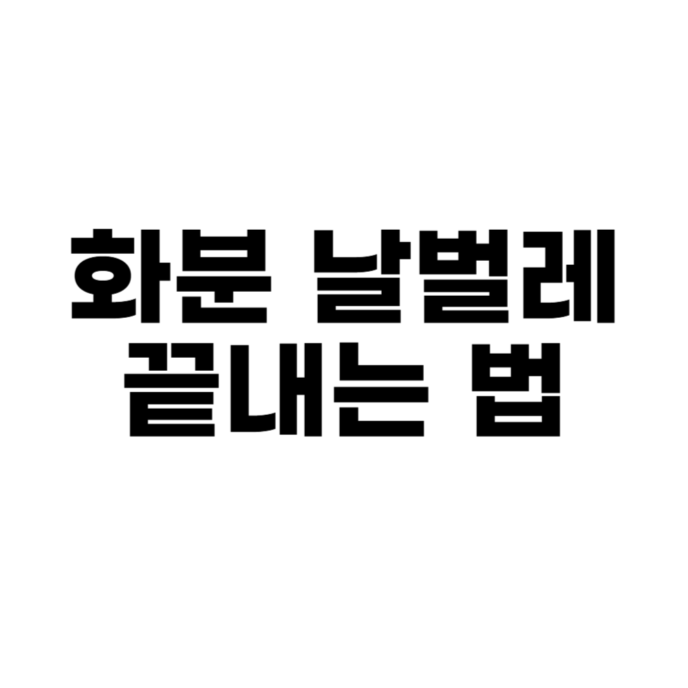 화분 날벌레 끝내는 법